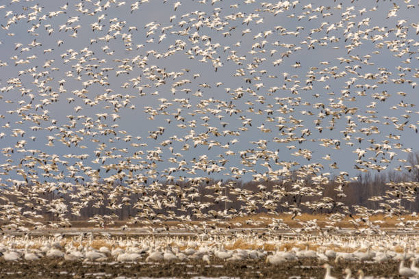 istock Snow geeses leaving for the Arctic 949269410
