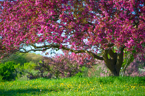 Spring blooming apple orchard full of flowers.