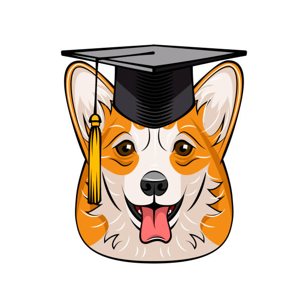 웨일즈 어 corgi 개 졸업입니다. 졸업 캡 모자입니다. 개가 웃 고. 개 품종입니다. 벡터입니다. - dog graduation hat school stock illustrations