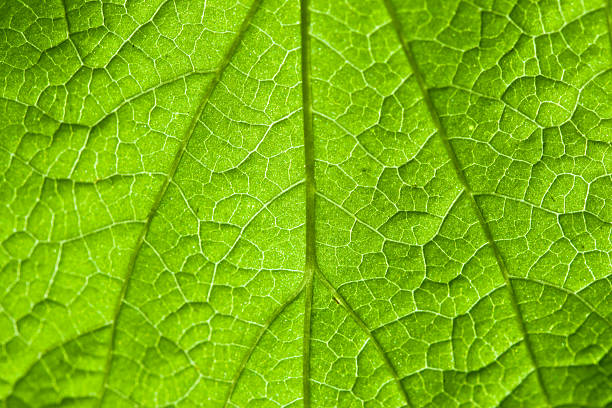 istock Macro view of green leaf in daylight 94927344