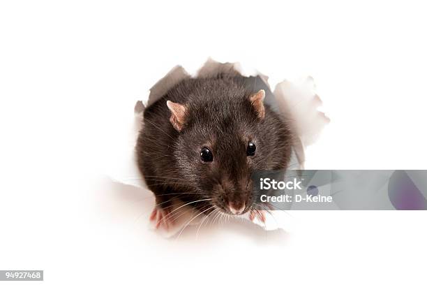 쥐 쥐에 대한 스톡 사진 및 기타 이미지 - 쥐, 해충, 설치류