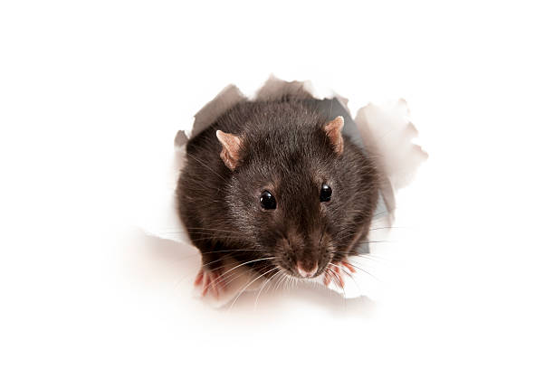 Rat Little rat in the paper hole pest stock pictures, royalty-free photos & images