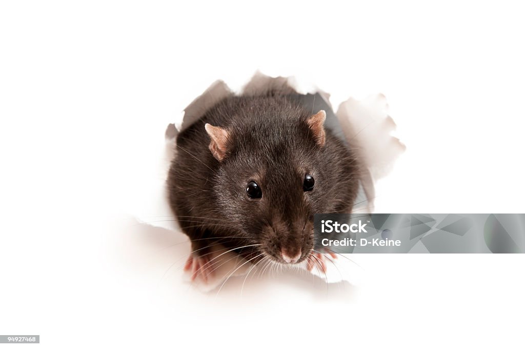 Rato - Royalty-free Ratazana Foto de stock