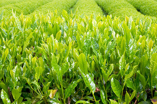 shincha - tea crop spring japanese culture tea 뉴스 사진 이미지