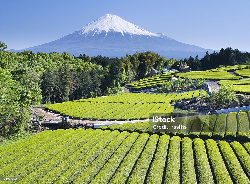 Green tea Felder IV - Lizenzfrei Berg Fudschijama Stock-Foto