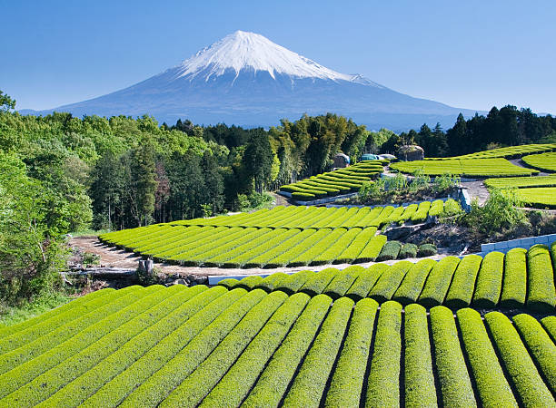 campi di tè verde iv - tea crop spring japanese culture tea foto e immagini stock