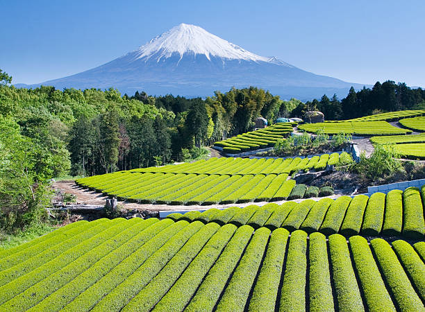 緑茶畑 iv - tea crop ストックフォトと画像