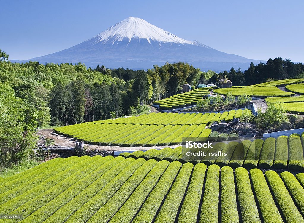 Green tea Fields IV  Mt. Fuji Stock Photo