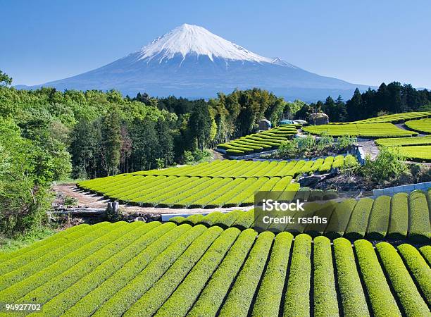 Green Tea Fields Iv Stock Photo - Download Image Now - Mt. Fuji, Japan, Tea Crop