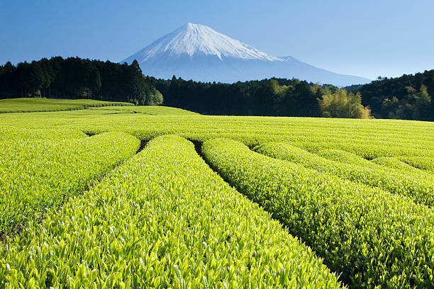 campi di tè verde v - tea crop spring japanese culture tea foto e immagini stock