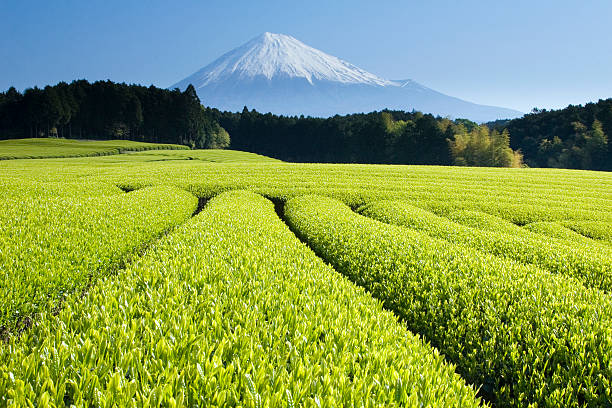 녹차 필드 v - tea crop spring japanese culture tea 뉴스 사진 이미지