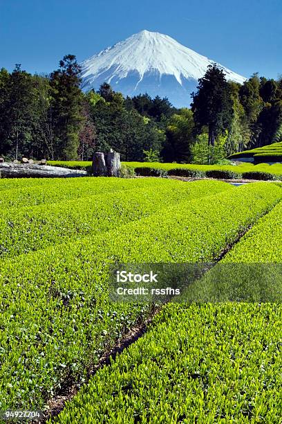 Zielona Herbata Pola Iii - zdjęcia stockowe i więcej obrazów Azja - Azja, Chlorofil, Fotografika