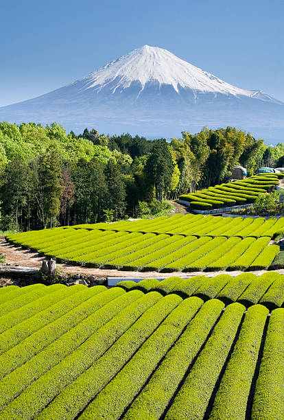 tè verde campo - tea crop spring japanese culture tea foto e immagini stock