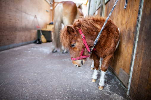 Portrait of a Shetlandpony in a stable