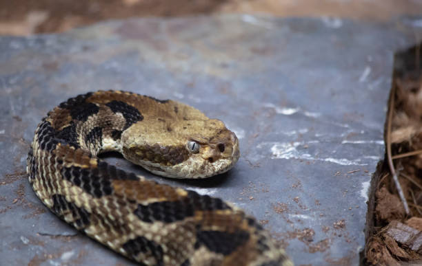 istock Canebrake Rattlesnake 949283176