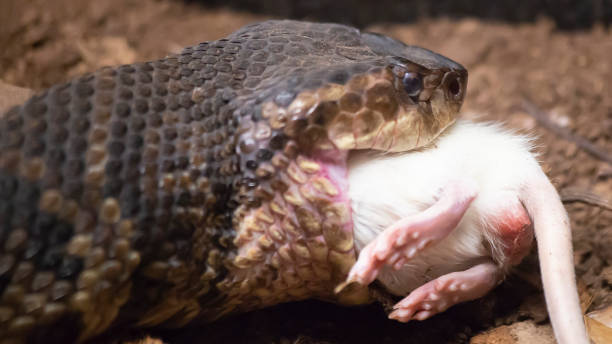 istock Cottonmouth Eating a Rat 949283228
