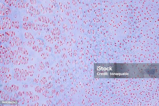 Cartilage Core Image Microscope Cross Section Human Cartilage Bone Under Microscope View For Education ...