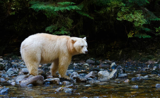 istock Kermode (Spirit) Bear hunting for salmon in Canada's Great Bear Rainforest 949286260