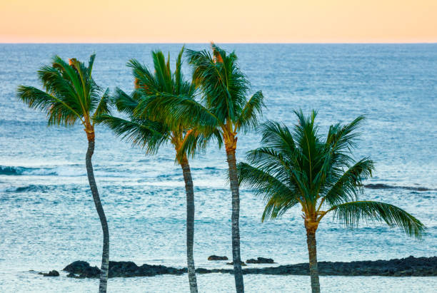 istock Palm Trees against Ocean Background in Hawaii 949286348