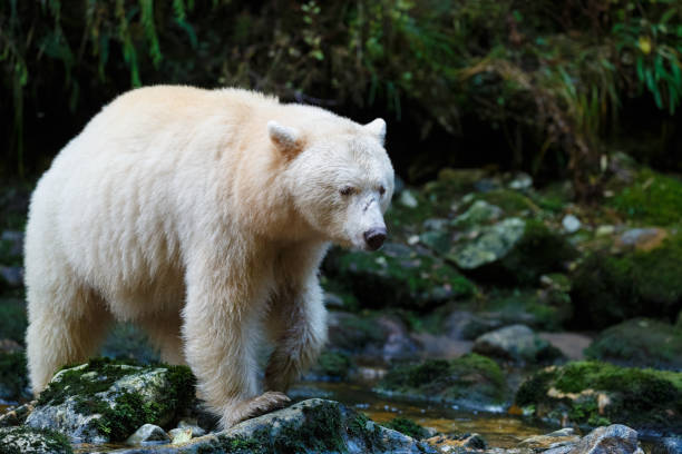 istock Kermode Spirit Bear in Canada's Great Bear Rainforest 949286382