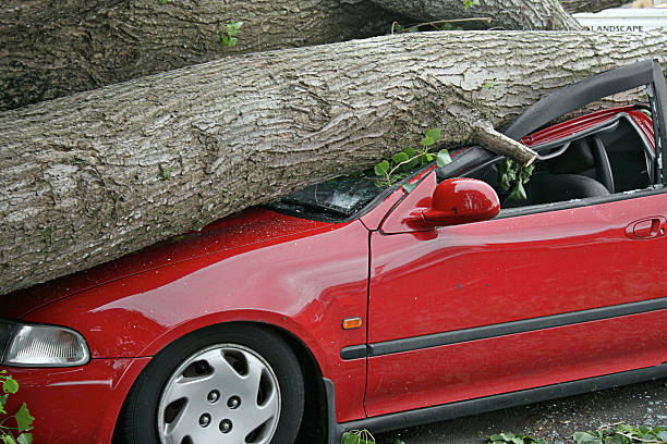 floresta de carro - árvore caída - fotografias e filmes do acervo