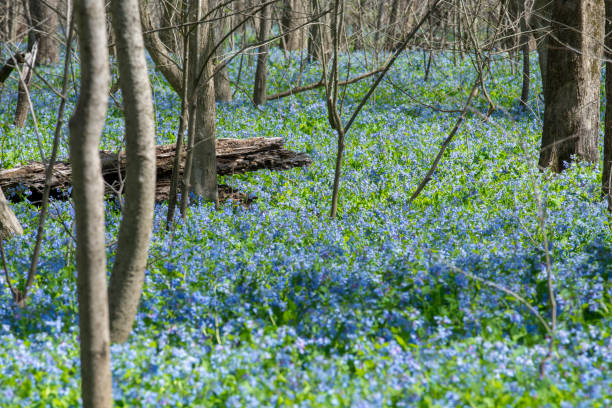 istock Carpet of flowers 949289256