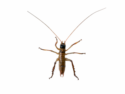 Carabus nemoralis Bronze Carabid Ground Beetle Insect. Digitally Enhanced Photograph.