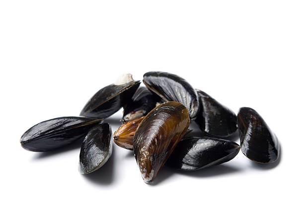 bleu brut moules isolé - protein isolated shell food photos et images de collection