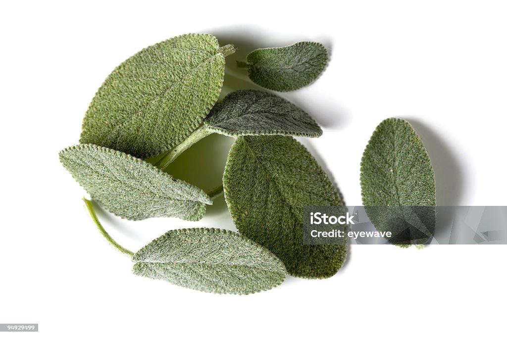 sage Blätter - Lizenzfrei Chinesische Kräutermedizin Stock-Foto