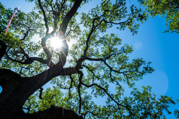 Star burst Live Oaks spreading branches across blue sky Nature patterns Looking up at Live Oaks spreading branches and leaves looks like veins and arteries sun burst sun flare live oak tree stock pictures, royalty-free photos & images