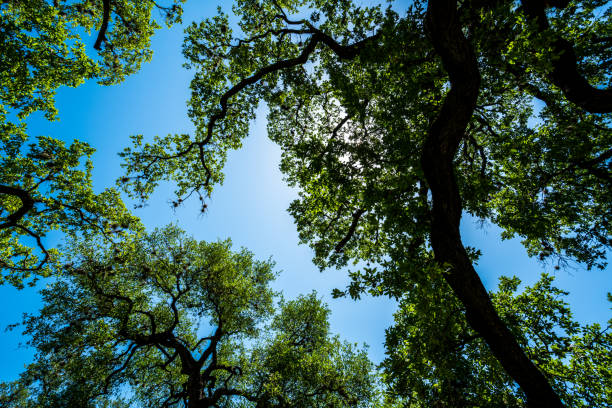 istock Live Oaks spreading branches across blue forests 949295712