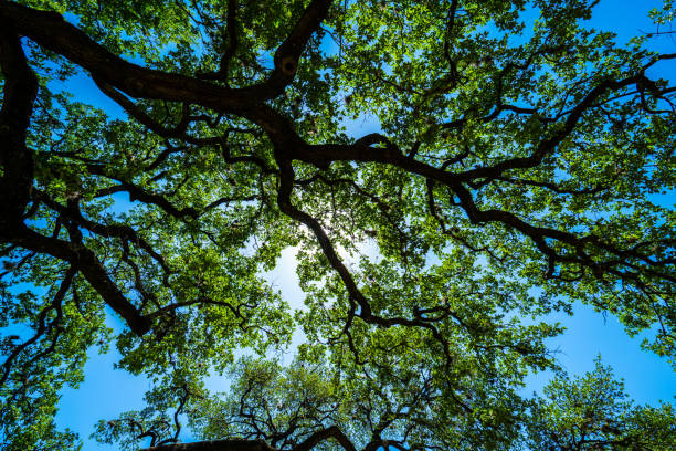 istock Live Oaks spreading branches across blue sky background 949295714