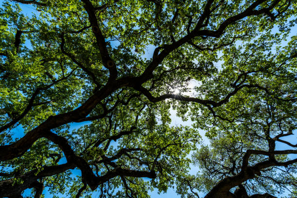 istock Live Oaks spreading branches across blue sky thick forest canopy 949295716