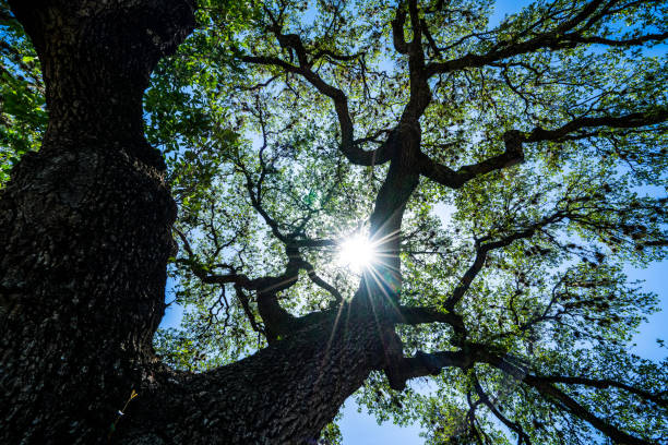 istock Looking up at Live Oaks spreading branches and leaves 949295760