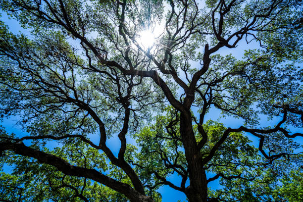 istock Looking up at Live Oaks spreading branches like Veins 949295764