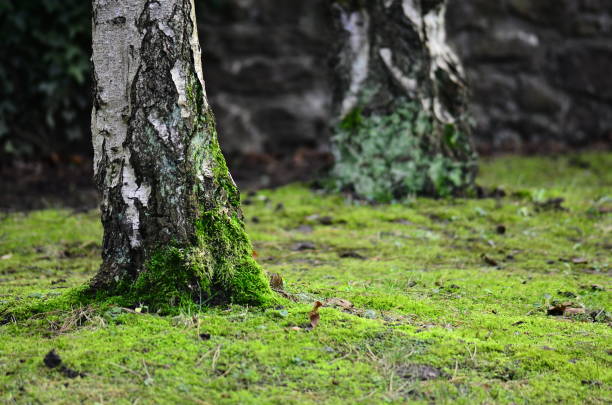 Trees and bushes begin to grow again and flower in spring. It is the warmer weather and longer daylight that makes this happen. Some trees grow new leaves and then have flowers, while others have flowers before their new leaves come.