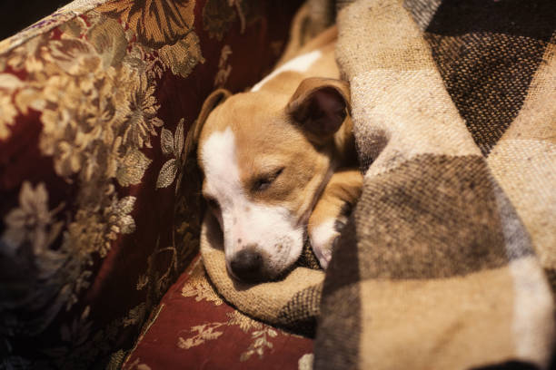 istock Puppy Stafford sleeping under the blanket 949296388