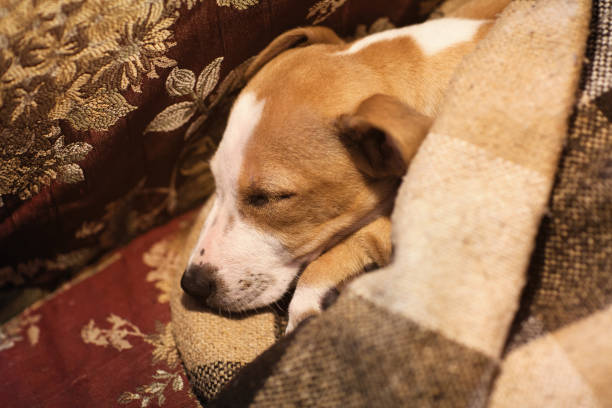 istock Puppy Stafford sleeping under the blanket 949296398