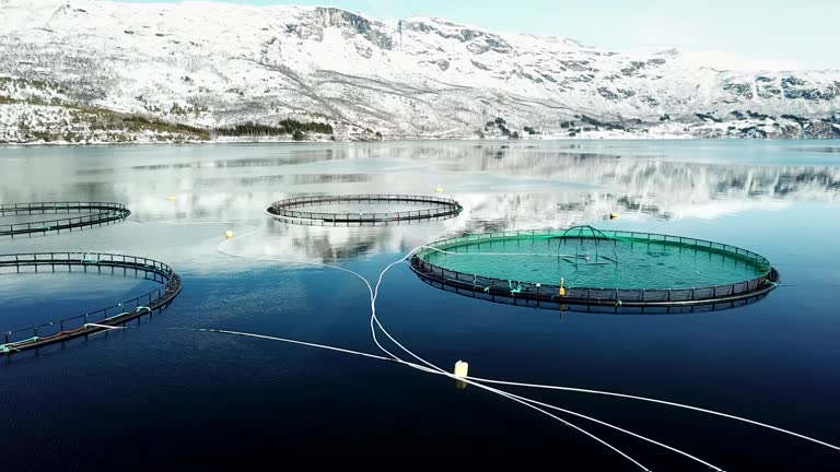 salmon fishing farm in norway