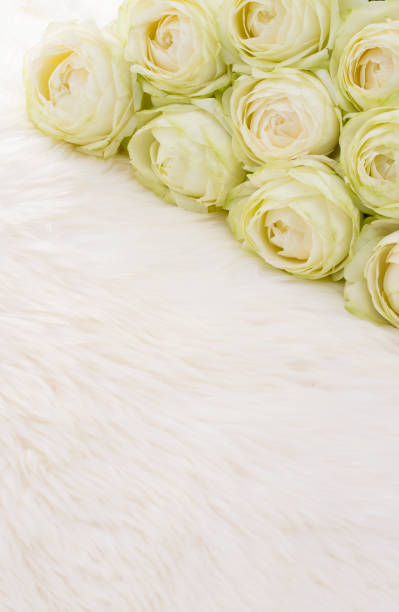istock background of the white rose 949299224