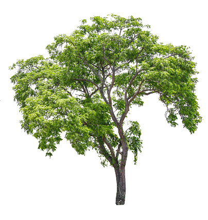 Tree real die cut isolate on white background with clipping path for easy make a selection
