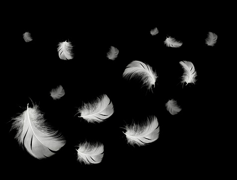 Beautiful white feathers floating in air isolated on black background