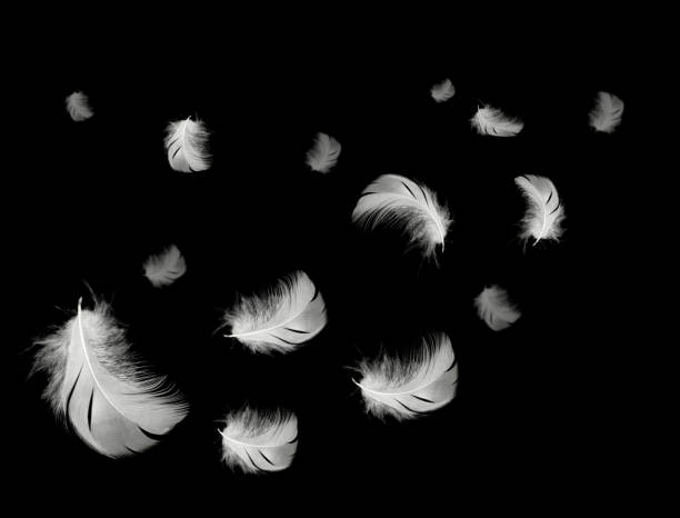 Beautiful white feathers floating in air isolated on black background Beautiful white feathers floating in air isolated on black background peacock feather drawing stock pictures, royalty-free photos & images