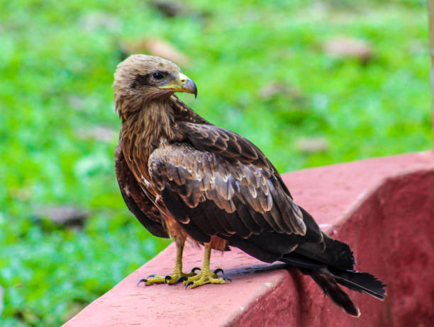 Aquila Eagle Bird stock photo