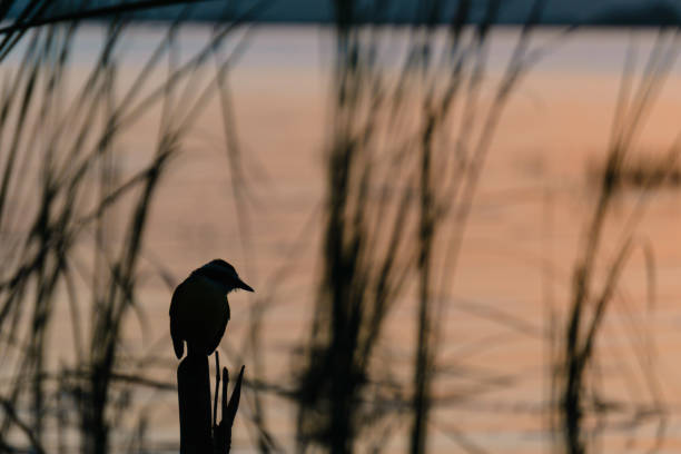 istock Sunrise/Sunset over Lake/Laguna Bacalar 949309654