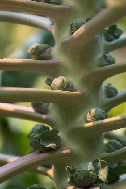 nahaufnahme von brüssel sprossen - brusselsprouts stock-fotos und bilder