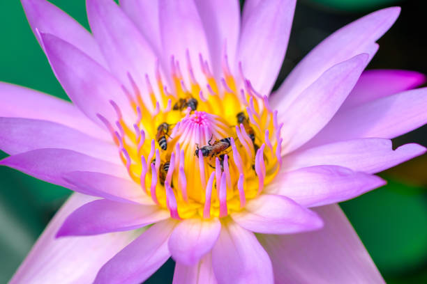 istock Lotus flower in the pond and bees for nectar. 949314948