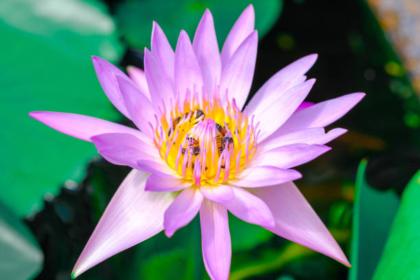istock Lotus flower in the pond and bees for nectar. 949314950