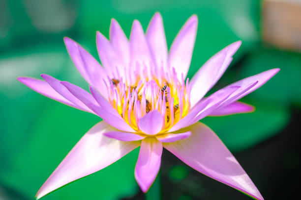 istock Lotus flower in the pond and bees for nectar. 949314952