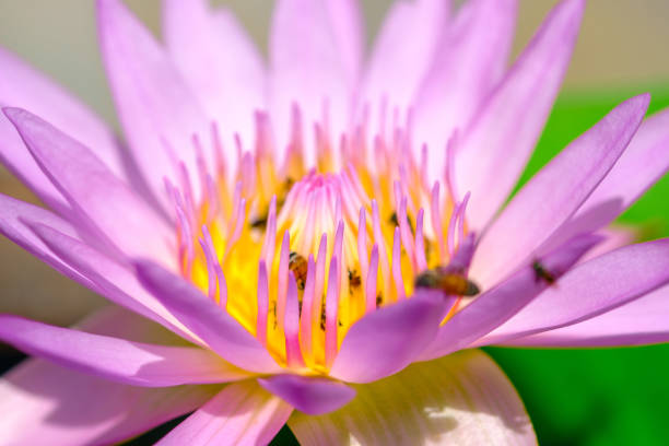 istock Lotus flower in the pond and bees for nectar. 949315140